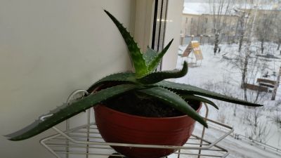 Лот: 21140846. Фото: 1. Алоэ. Горшечные растения и комнатные цветы