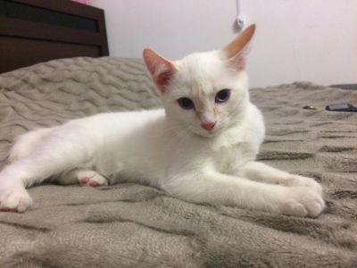 Лот: 8943525. Фото: 1. Белый котенок. Кошки, котята
