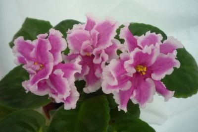 Лот: 3938936. Фото: 1. Лист сортовой фиалки Pink Dutchess... Горшечные растения и комнатные цветы