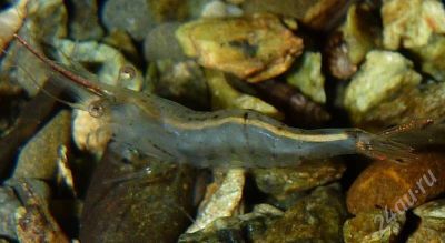 Лот: 580486. Фото: 1. Красноносая креветка (Caridina... Моллюски, ракообразные, кораллы