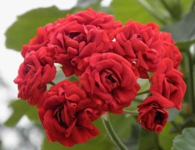 Лот: 12072428. Фото: 1. Красная розебудная герань (срежу... Горшечные растения и комнатные цветы