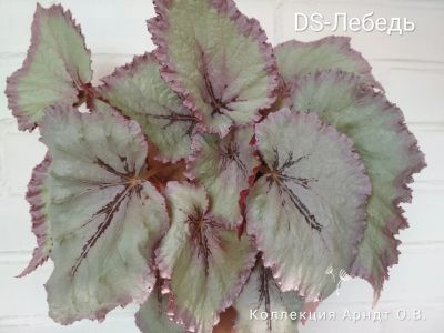 Лот: 12987704. Фото: 1. Бегония DS-Лебедь, лист. Горшечные растения и комнатные цветы