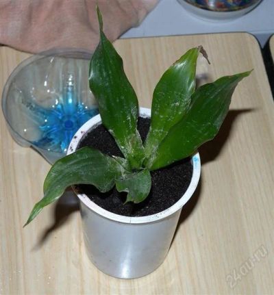 Лот: 1300146. Фото: 1. Драцена душистая или Dracaena... Горшечные растения и комнатные цветы