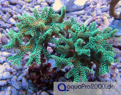 Лот: 5982404. Фото: 1. Сериатопора календрум зеленая. Моллюски, ракообразные, кораллы