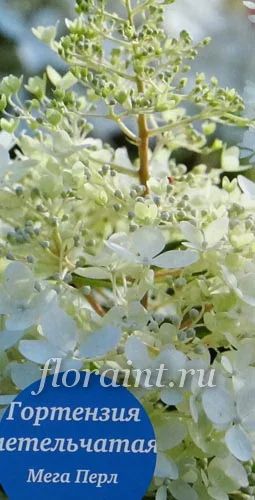 Лот: 3891031. Фото: 1. Гортензия метельчатая Мега перл. Другое (семена, рассада, садовые растения)