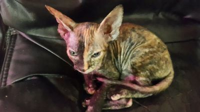Лот: 10932621. Фото: 1. Сфинкс девочка. Кошки, котята