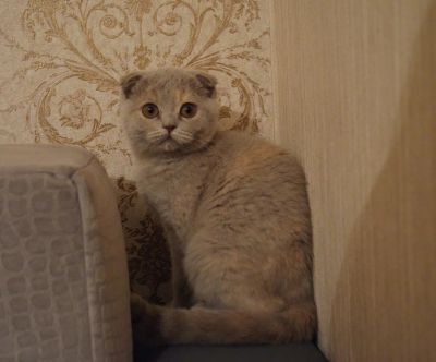 Лот: 4879684. Фото: 1. Шотландская кошечка вислоушка. Кошки, котята