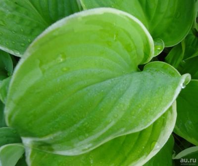 Лот: 4160872. Фото: 1. хоста 'Фрагранд Букет' (hosta... Садовые цветы