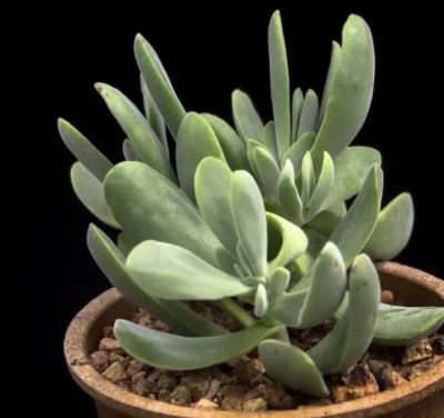 Лот: 18440483. Фото: 1. Крассула головчатая (Crassula... Горшечные растения и комнатные цветы