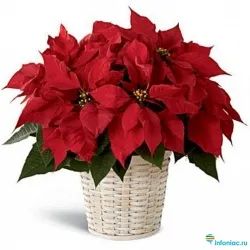 Лот: 22170065. Фото: 1. Цветок Рождественская Звезда... Горшечные растения и комнатные цветы
