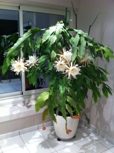 Лот: 17881775. Фото: 1. Эпифиллум, остролепестный Epiphyllum... Горшечные растения и комнатные цветы