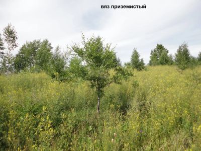 Лот: 8194019. Фото: 1. Вяз приземистый (мелколистный). Всё для ландшафта