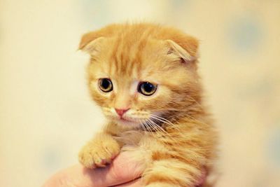 Лот: 6924264. Фото: 1. Шотландский вислоухий кот. Кошки, котята
