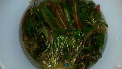 Лот: 8897692. Фото: 1. трава для аквариума. Водные растения