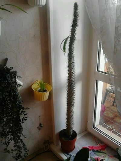 Лот: 9256478. Фото: 1. Пахиподиум. Горшечные растения и комнатные цветы