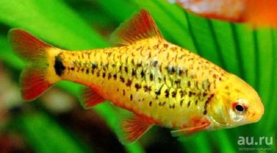 Лот: 16204727. Фото: 1. Барбус Шуберта (Barbus semifasciolatus... Рыбки