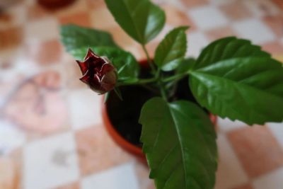 Лот: 9965493. Фото: 1. Китайская роза гибискус #1. Горшечные растения и комнатные цветы