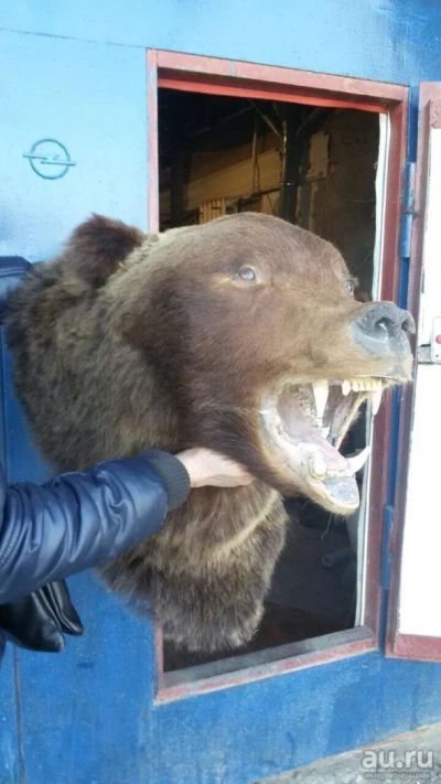 Лот: 9397311. Фото: 1. медведь. Другое (охота)