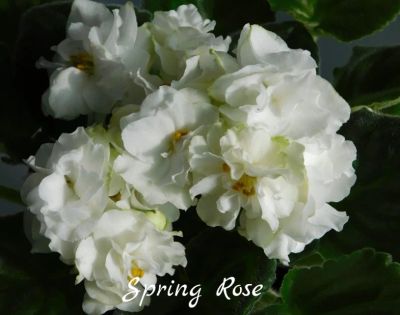 Лот: 5040459. Фото: 1. Фиалка сортовая Spring Rose(детка... Горшечные растения и комнатные цветы