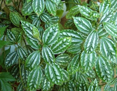 Лот: 3103507. Фото: 1. Пилея Кадье (Pilea cadierii). Горшечные растения и комнатные цветы