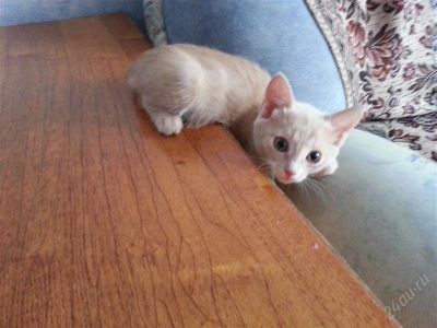 Лот: 2816806. Фото: 1. Отдам замечательных котят. Кошки, котята