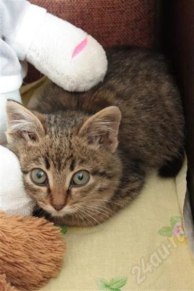 Лот: 650507. Фото: 1. Котик ждет любящих хозяев. Остальные животные