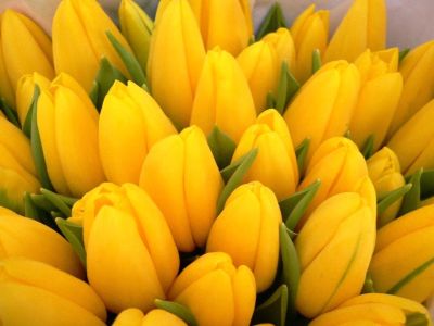 Лот: 10737457. Фото: 1. Тюльпаны жёлтого цвета, EXTRA... Свежие цветы