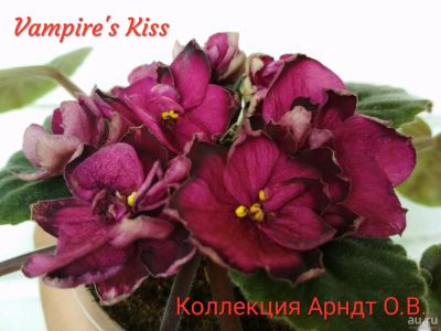 Лот: 9672140. Фото: 1. Фиалка Vampire's kiss, лист. Горшечные растения и комнатные цветы