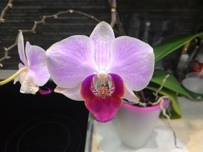 Лот: 14938084. Фото: 1. Орхидея Фаленопсис мультифлора. Горшечные растения и комнатные цветы