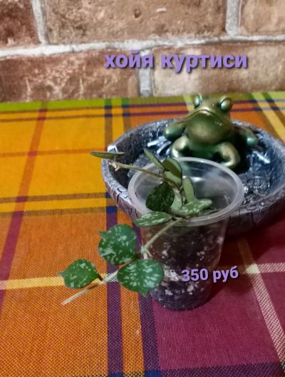 Лот: 18210070. Фото: 1. Хойя куртиси. Горшечные растения и комнатные цветы