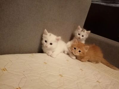Лот: 19841126. Фото: 1. Котенок в хорошие руки. Кошки, котята