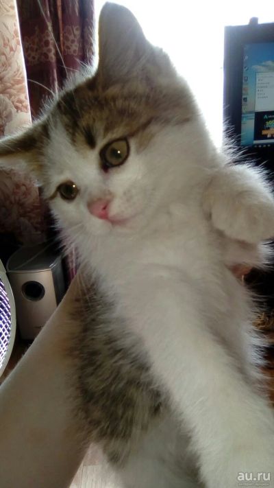 Лот: 13852834. Фото: 1. Котенок 2мес. умный мальчик срочно... Кошки, котята