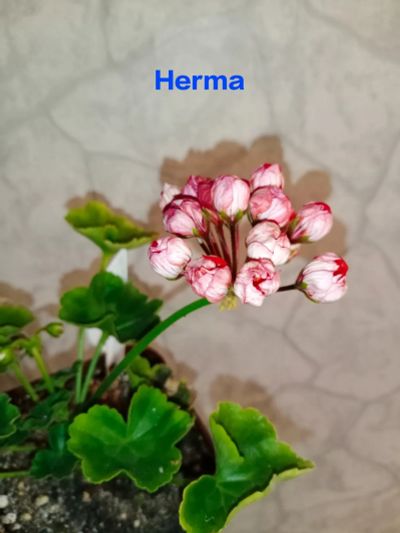 Лот: 21969485. Фото: 1. Пеларгония тюльпановидная Herma. Горшечные растения и комнатные цветы