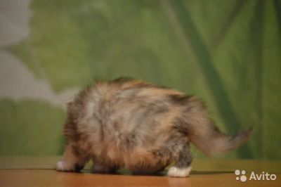 Лот: 4922455. Фото: 1. шотландская длинношерстная прямоухая. Кошки, котята