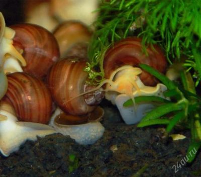 Лот: 1457234. Фото: 1. Ампулярии отдам. Моллюски, ракообразные, кораллы