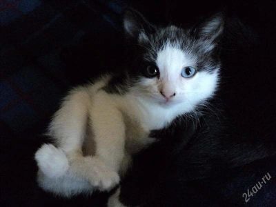 Лот: 1685424. Фото: 1. Отдам даром забавную кошечку. Кошки, котята