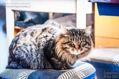 Лот: 5577542. Фото: 1. Кот в добрые руки. Кошки, котята