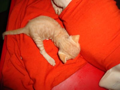 Лот: 5860030. Фото: 1. Котята сфинкса велюры табби классик... Кошки, котята