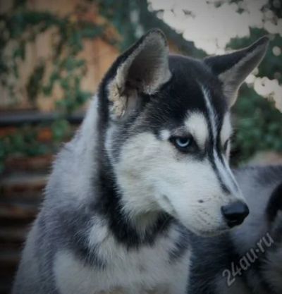 Лот: 5663650. Фото: 1. Шикарный Щенок Сибирских Хаски... Собаки, щенки