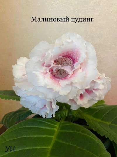 Лот: 19165052. Фото: 1. Глоксиния Малиновый пудинг (клубень... Горшечные растения и комнатные цветы