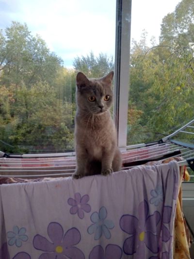 Лот: 16575671. Фото: 1. Кошка британская. Кошки, котята