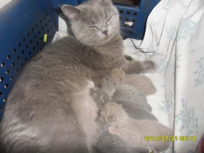 Лот: 4313342. Фото: 1. шотландские котята продам. Кошки, котята