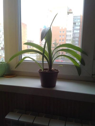 Лот: 3242302. Фото: 1. Цветок. Горшечные растения и комнатные цветы