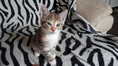 Лот: 11615692. Фото: 1. Кошка 2 мес. Кошки, котята