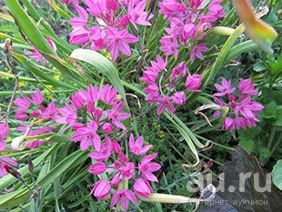 Лот: 2938018. Фото: 1. Аллиум Юнифолиум. Садовые цветы