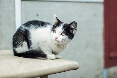 Лот: 12072979. Фото: 1. Котята 3 месяца. Кошки, котята
