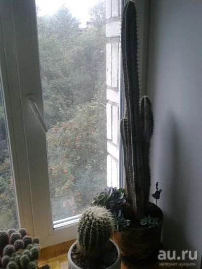Лот: 10333123. Фото: 1. Мертилокактус-черничный кактус... Горшечные растения и комнатные цветы