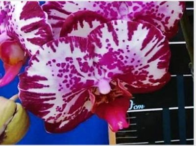 Лот: 12142750. Фото: 1. Продам орхидею Dtps.Linher Fokus... Горшечные растения и комнатные цветы
