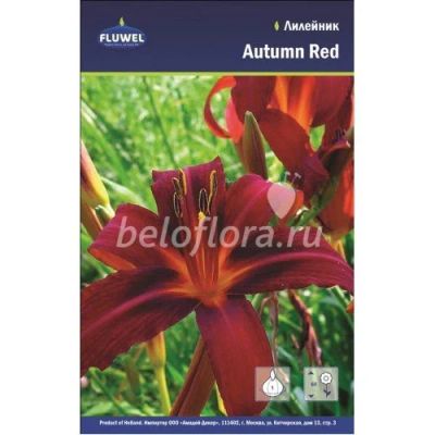 Лот: 15916128. Фото: 1. Лилейник Отум Ред, Autumn Red... Садовые цветы