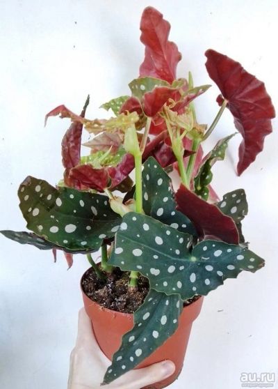 Лот: 17472884. Фото: 1. Бегония пятнистая Макулата (Begonia... Горшечные растения и комнатные цветы